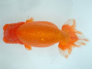 備後鱗友会　二席　浅口市　遠藤正一