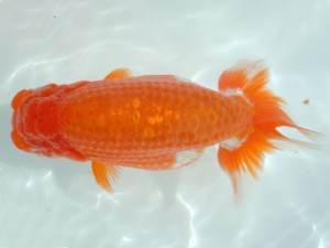 備後鱗友会　三席　浅口市　八方洋子