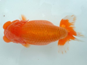 備後鱗友会　四席　東広島市　小山敏信