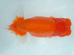 備後鱗友会　五席　福山市　藤原照輝