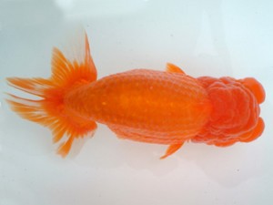 備後鱗友会　一席　尾道市　岩下孝広