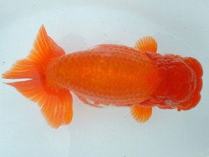 備後鱗友会　二席　島根県　青山　伸