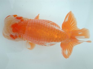 備後鱗友会　三席　尾道市　岩下孝広