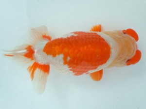 備後鱗友会　四席　安芸高　久保田義則