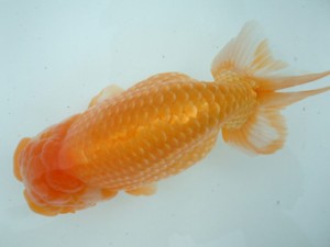 備後鱗友会　五席　浅口市　遠藤正一