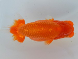 房総らんちう会　東大関　藤川直子　横浜市