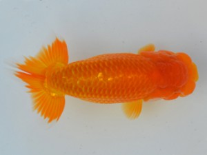 房総らんちう会　西大関　宇田川勝久　浦安市