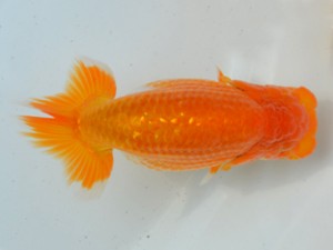 房総らんちう会　取締一　能勢重徳　千葉市