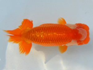 房総らんちう会　取締二　宇田川勝久　浦安市