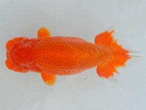 房総らんちう会　東大関　鈴木靖夫　木更津市