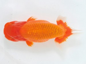 房総らんちう会　西大関　鈴木靖夫　木更津市