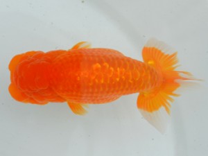 房総らんちう会　佐藤保行　いすみ市