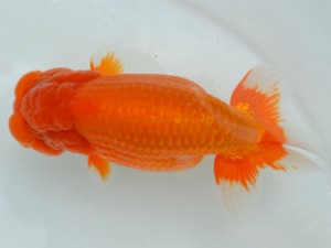 房総らんちう会　取締二　伊宮利徳　市川市