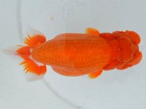 房総らんちう会　東大関　船宝　務　御宿町