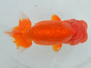 房総らんちう会　西大関　大渕　功　木更津市