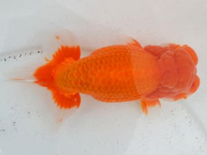 房総らんちう会　伊宮利徳　市川市