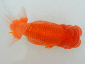 房総らんちう会　取締一　大渕　功　木更津市