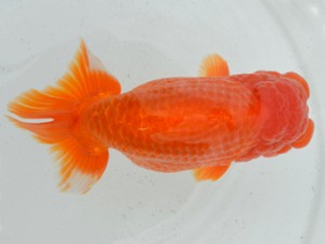 房総らんちう会　取締二　加曽利敏幸　大多喜町