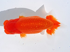 中部本部大会　伊藤信男　津市