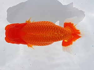 中部本部大会 勧進元一　内藤洋和　高浜市