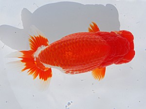 中部本部大会 勧進元二　野口　弘　半田市