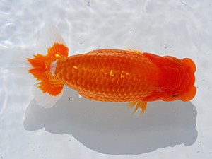 中部本部大会 行司一　都築俊幸　安城市