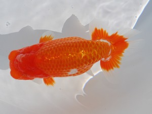 中部本部大会 行司二　井上廣太　常滑市