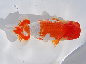 中部本部大会 行司三　長谷基宏　碧南市