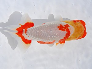 中部本部大会 脇行司二　成田弘三　知立市