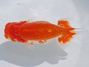 中部本部大会　西大関　村田幸司　清須市