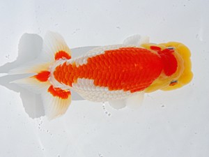 中部本部大会　立行司　林　達夫　一宮市