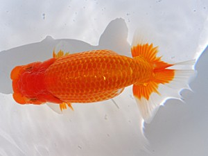 中部本部大会　取締二　磯村　太　常滑市