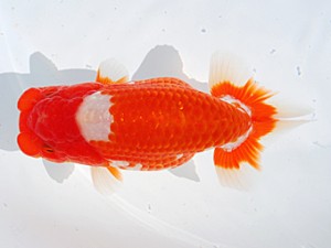 中部本部大会 東関脇　近藤憲正　あま市