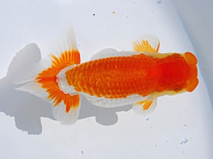 中部本部大会 西関脇　磯村　太　常滑市