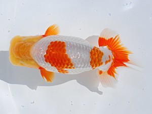 中部本部大会 東小結　加藤安正　高浜市