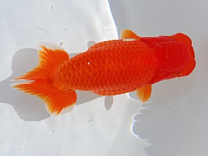 中部本部大会 西小結　山田芳人　清須市