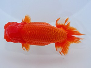 中部本部大会　林　達夫　一宮市