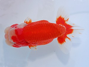 中部本部大会 勧進元一　近藤憲正　あま市