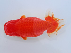 中部本部大会 勧進元二　立松大介　津島市