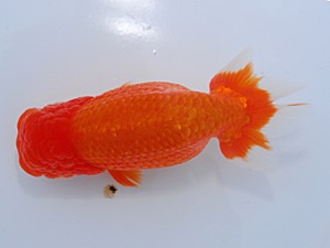 中部本部大会 行司一　鷲津寿典　一宮市