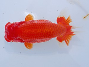 中部本部大会 行司二　大倉正蔵　四日市