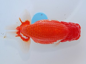 中部本部大会 行司三　有賀昌司　八百津