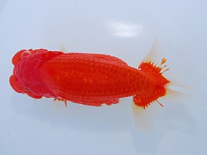 中部本部大会 脇行司二　松下幸敏　刈谷市