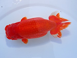 中部本部大会　西大関　鎌田芳男　稲沢市