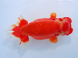 中部本部大会　取締一　野見山勢次郎　名古屋