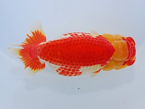 中部本部大会　取締二　立松大介　津島市