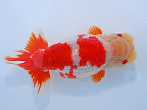 中部本部大会 東関脇　近藤憲正　あま市