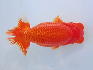 中部本部大会 東小結　伊藤高宏　名古屋