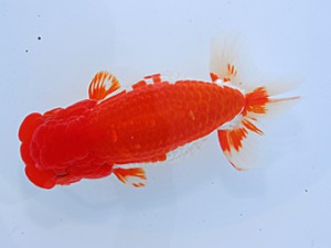 中部本部大会 西小結　長谷基宏　碧南市