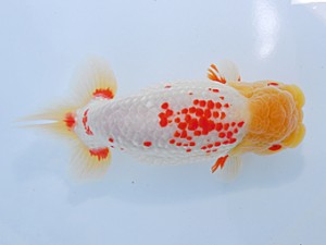 中部本部大会　野見山勢次郎　名古屋